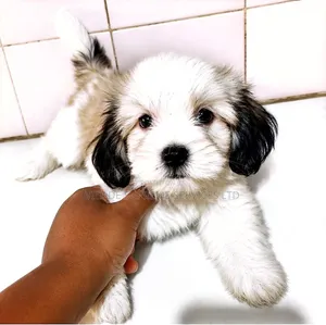1-3 months Male Purebred Lhasa Apso