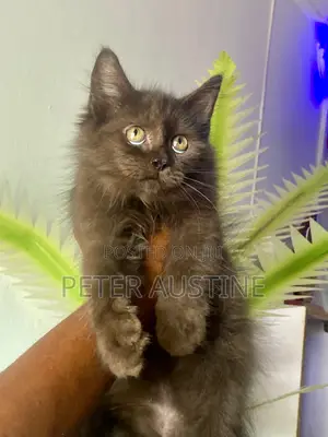 1-3 months Male Purebred Persian