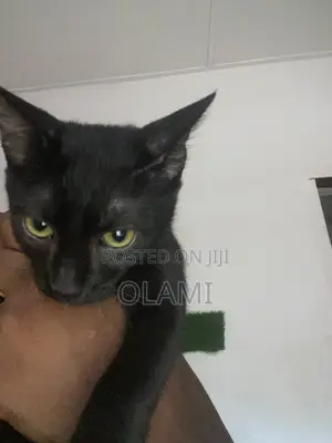 3-6 months Male Purebred American Shorthair