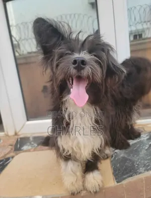 6-12 months Male Mixed Breed Shih Tzu