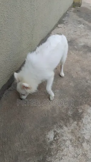 3-6 months Female Purebred American Eskimo