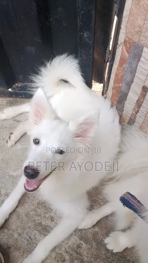 3-6 months Male Purebred American Eskimo