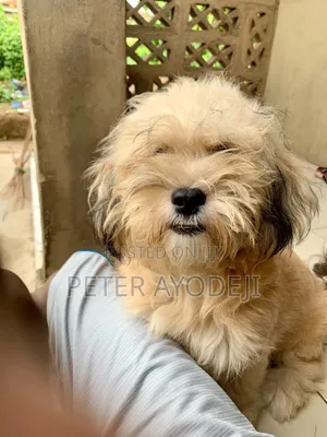 6-12 months Male Purebred Lhasa Apso