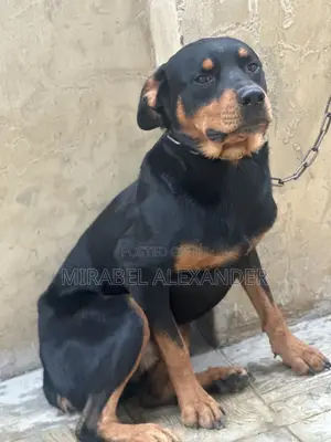 1+ year Male Purebred Rottweiler