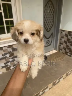 1-3 months Male Mixed Breed American Eskimo