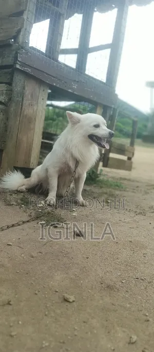 1+ year Male Purebred American Eskimo