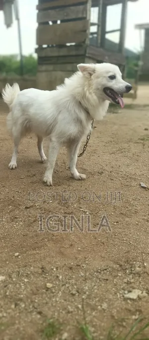 1+ year Female Purebred American Eskimo
