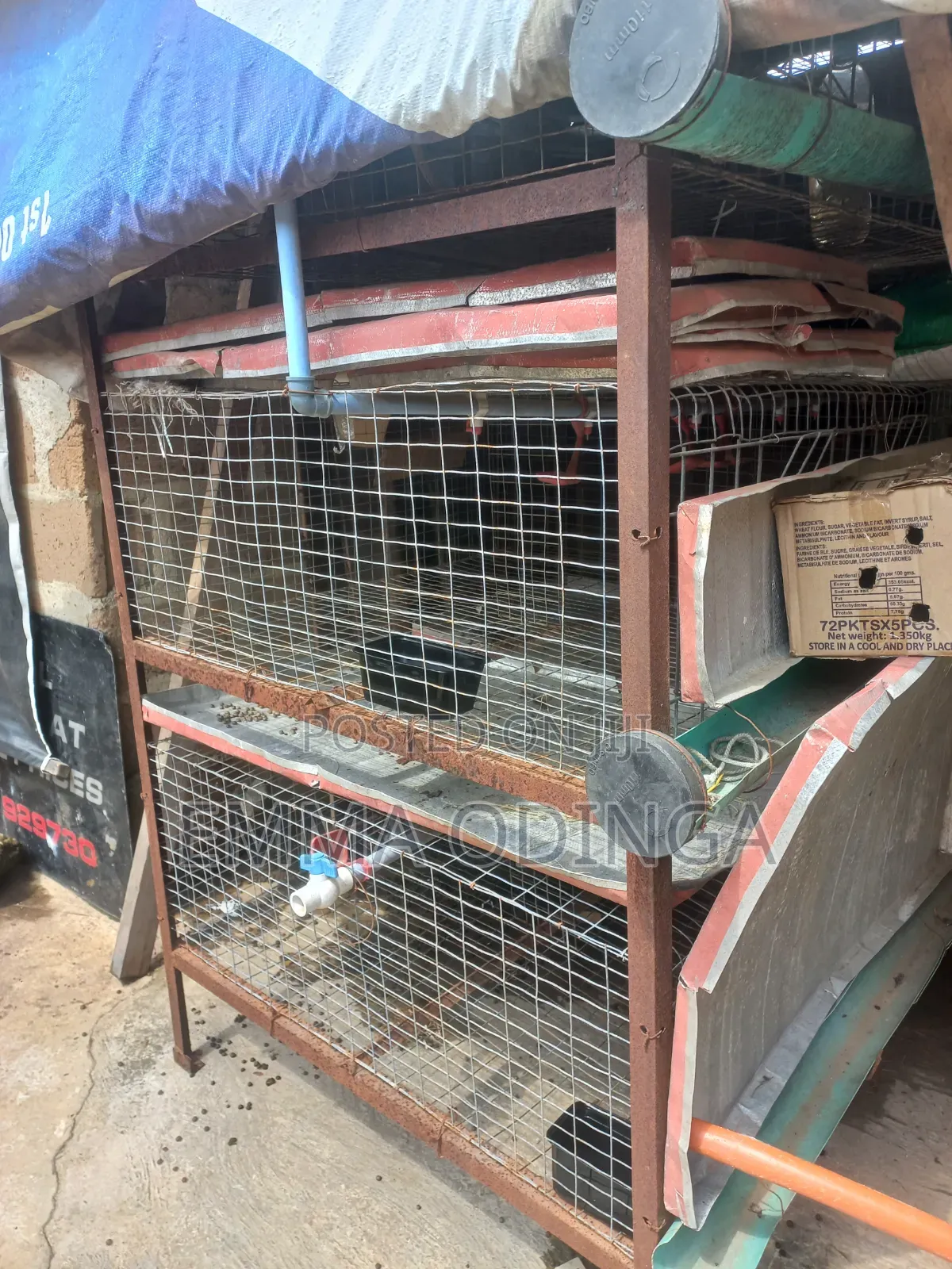 Broilers Chicken Cage
