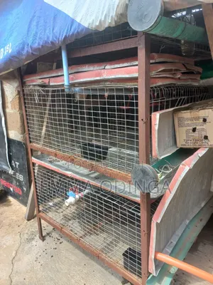 Broilers Chicken Cage