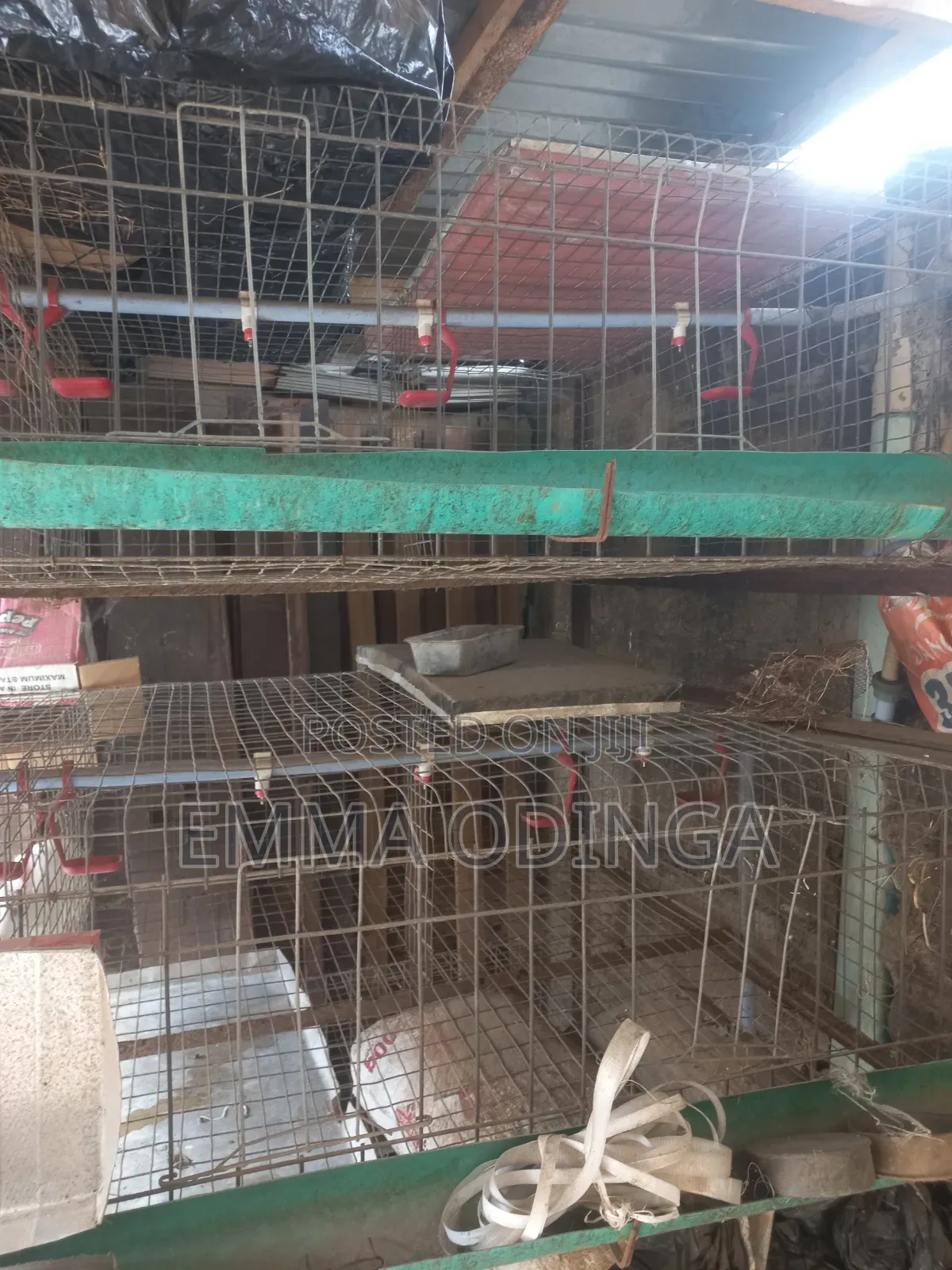 Broilers Chicken Cage