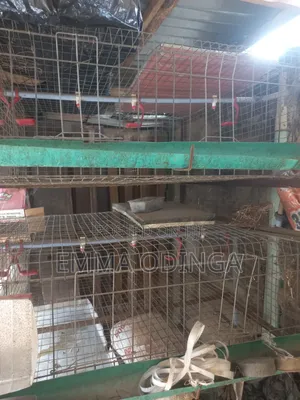 Broilers Chicken Cage