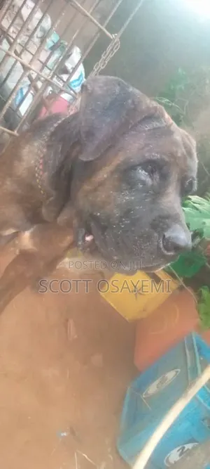 1+ year Male Purebred Boerboel