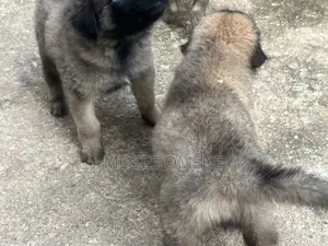 0-1 month Female Purebred Caucasian Shepherd