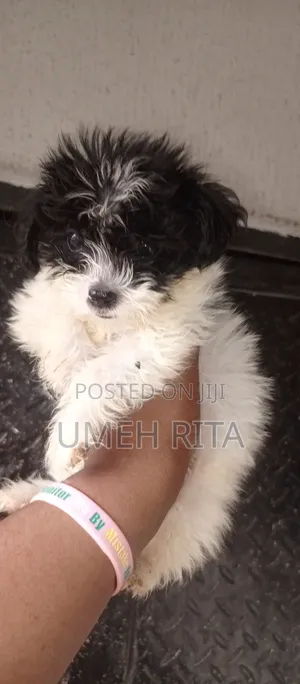 1-3 months Male Purebred Lhasa Apso