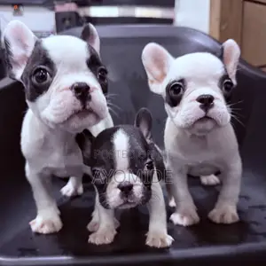 1-3 months Male Purebred French Bulldog