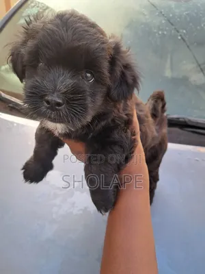 1-3 months Male Purebred Lhasa Apso