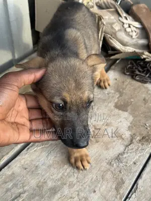 1-3 months Female Purebred German Shepherd