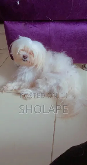 1+ year Female Purebred Lhasa Apso