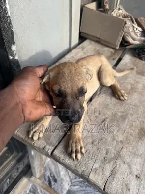 1-3 months Female Purebred Boerboel