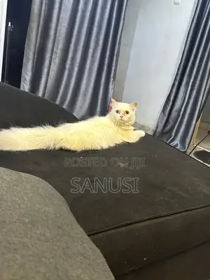 6-12 months Female Purebred Persian