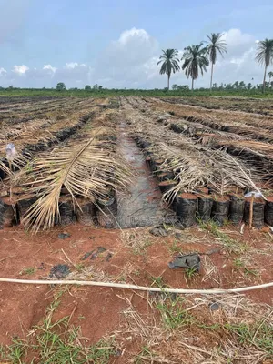 Invest in Farm Estate That Pays You Yearly While the Land Belongs to U