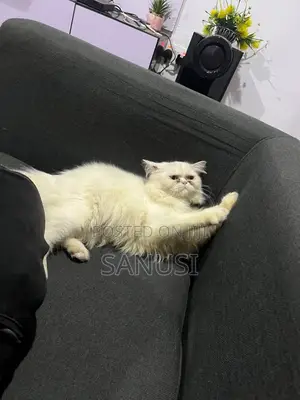 1+ year Male Purebred Persian