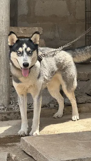 1+ year Female Purebred Siberian Husky