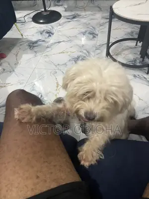 1+ year Female Purebred Lhasa Apso