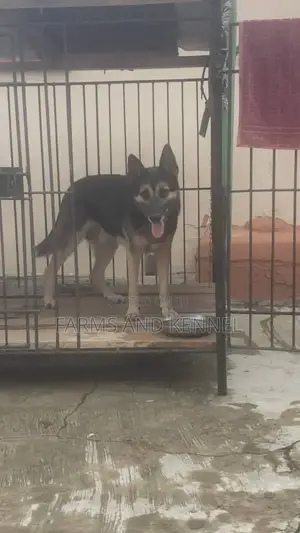 1+ year Male Purebred German Shepherd