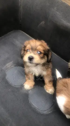 1-3 months Female Purebred Lhasa Apso