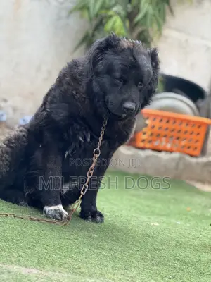 1+ year Male Purebred Caucasian Shepherd