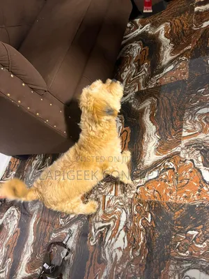 3-6 months Male Purebred Lhasa Apso