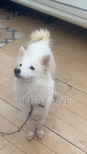 1+ year Female Purebred American Eskimo