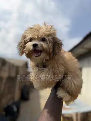 3-6 months Male Purebred Lhasa Apso