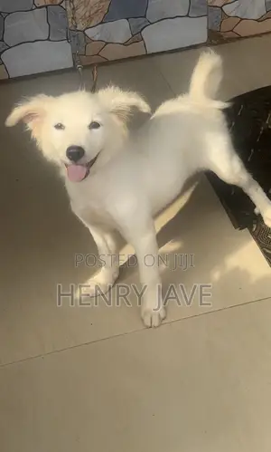 1-3 months Male Purebred American Eskimo