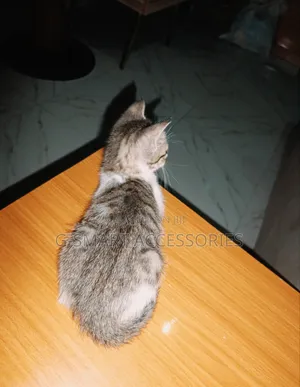 0-1 month Female Purebred American Shorthair
