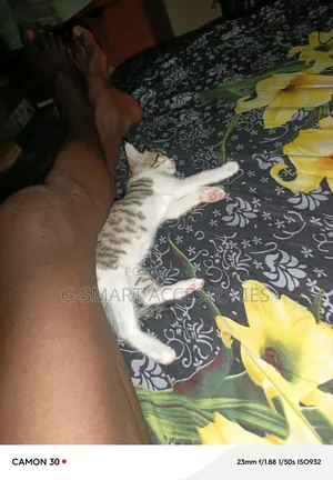 0-1 month Female Purebred American Shorthair