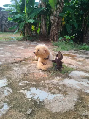 1+ year Female Purebred Lhasa Apso