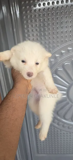 1-3 months Male Purebred American Eskimo