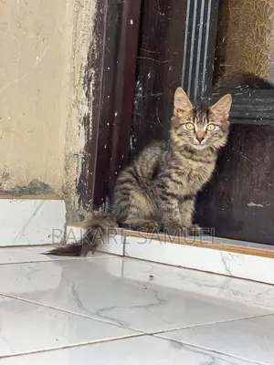 1-3 months Male Purebred Turkish Angora
