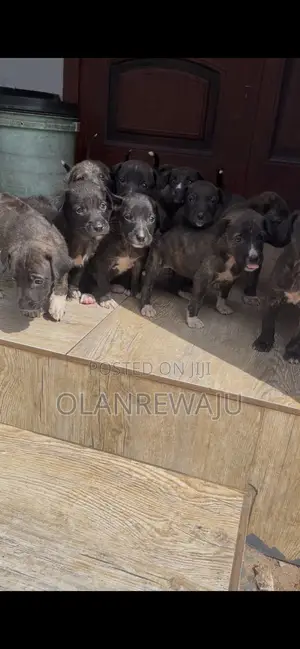 0-1 month Female Mixed Breed American Pit Bull Terrier