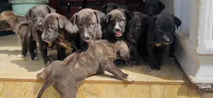0-1 month Female Mixed Breed American Pit Bull Terrier