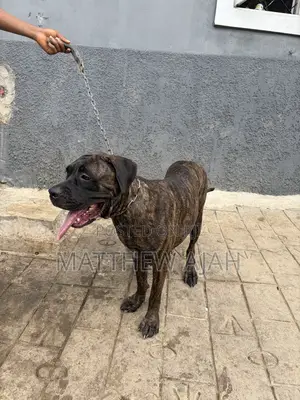 1+ year Female Purebred Boerboel