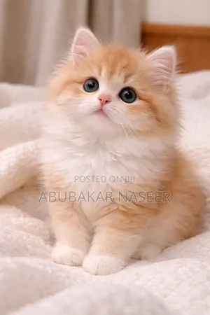 1-3 months Male Mixed Breed British Shorthair
