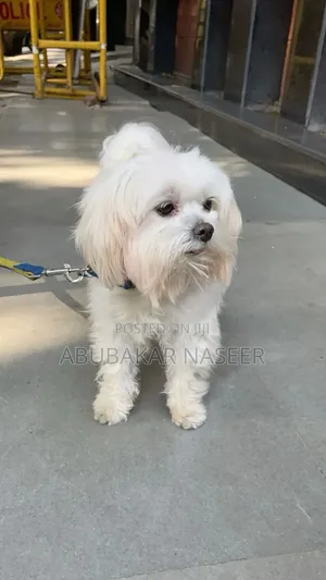 1-3 months Female Purebred Maltese