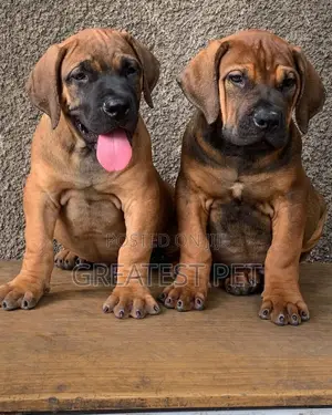 1-3 months Female Purebred Boerboel