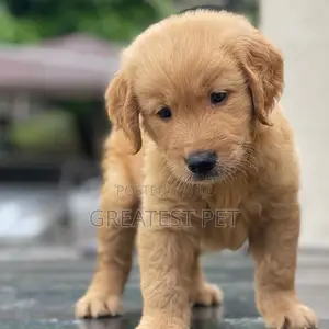 1-3 months Female Purebred Labrador Retriever