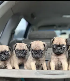 1-3 months Female Purebred Pug