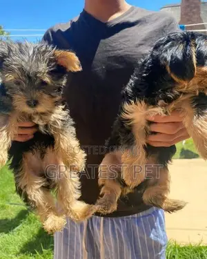 0-1 month Female Purebred Yorkshire Terrier