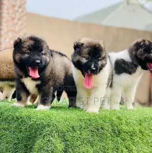 1-3 months Female Purebred Caucasian Shepherd